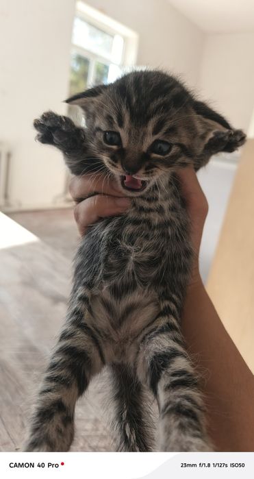 Кошка скотч фолд