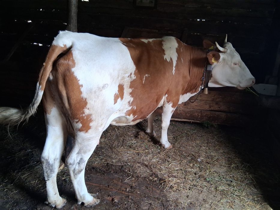 Vând vaca 4 ani viteaza 2 saptamani