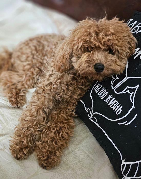 Профессиональная передержка