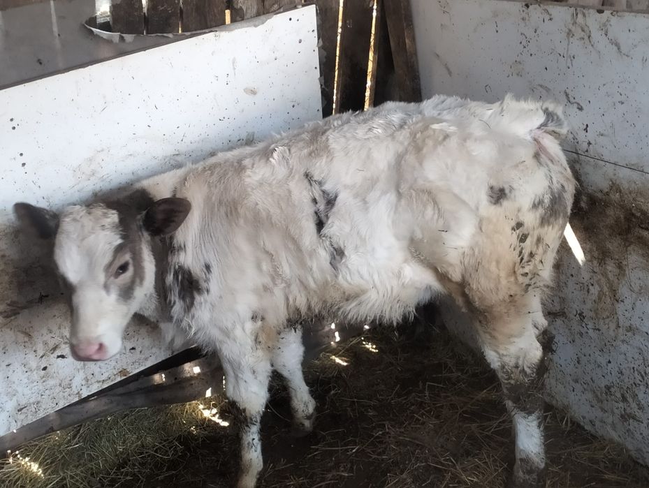 Vand vițea de două luni jumate