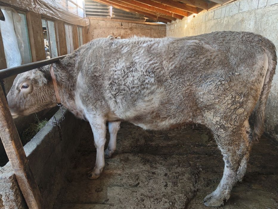 ат көрімде тұрған жас сиырлар сатылады