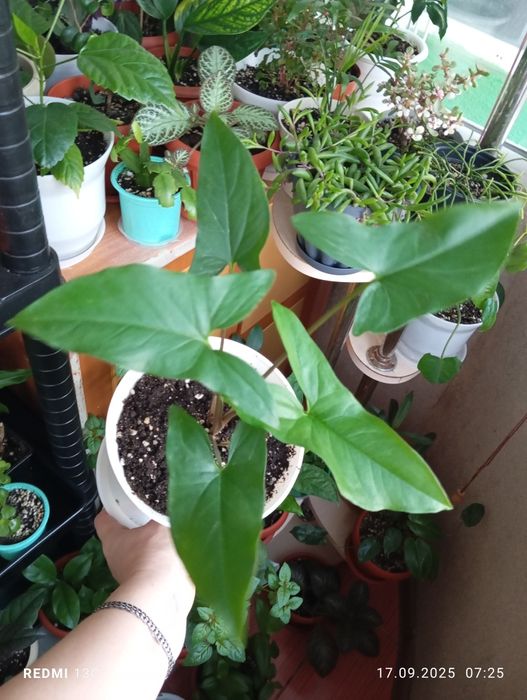 Продам цветы комнатные