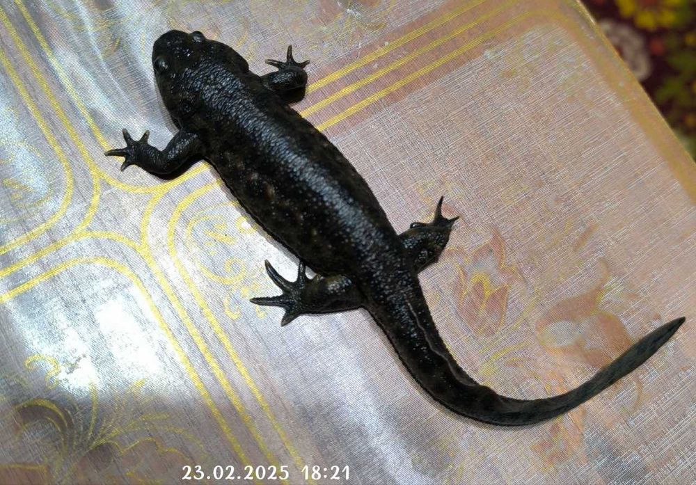 продаются иглистые тритоны