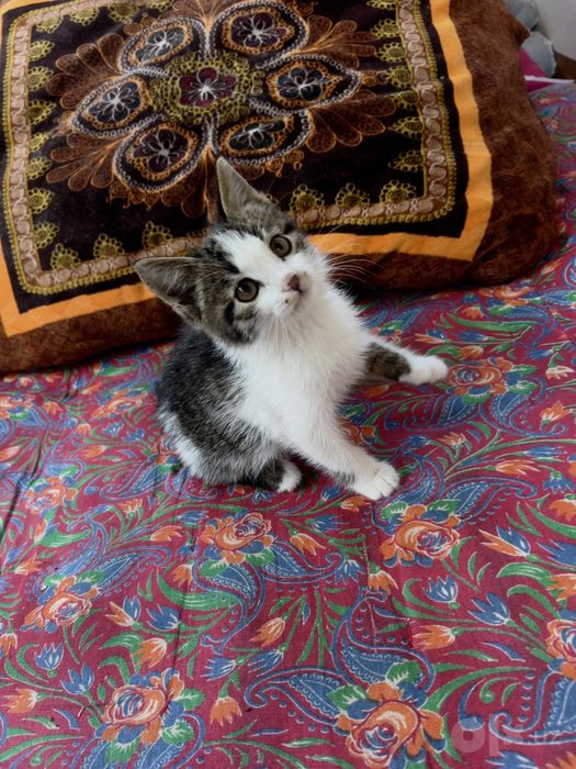 Кошка, Cat, Mushuk 1,5 oylik uy mushugi sog’lom