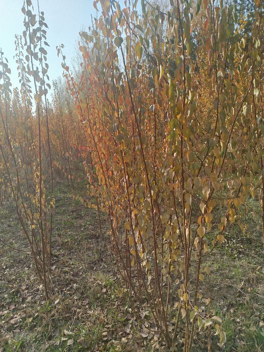 Нихол кучатлари сотилади пайванди