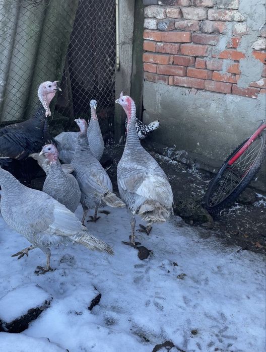 Curcani de casă crescuti bio