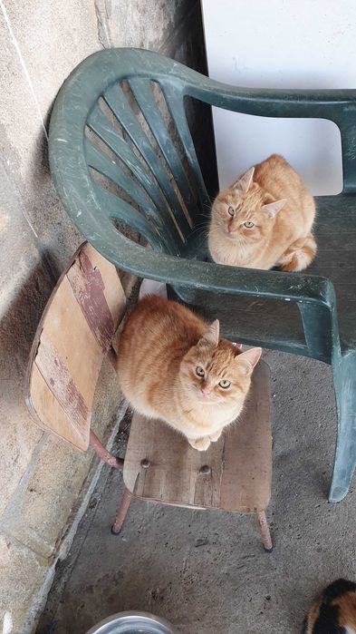 Рижави котета на 6 мес. търсят дом