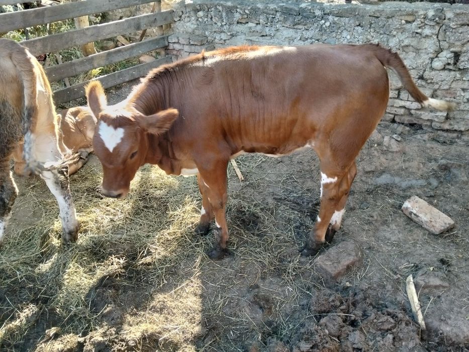 Vând vițelușe de 4 luni