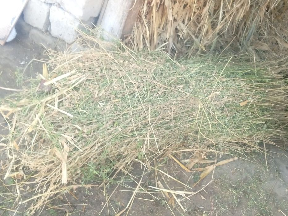 Toza quruq va sifatli beda boĝi_ sigir,quy echki va ot uchun