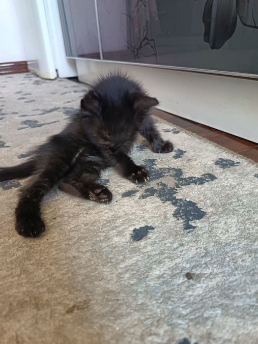 Котята бесплатно, доставкой на дом