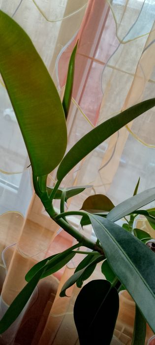 Фикус Робуста. Отросток.