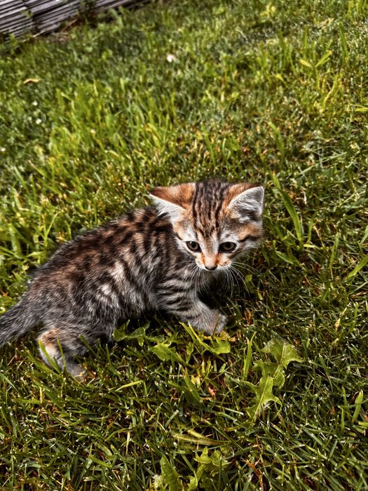 Отдам котят деревенских