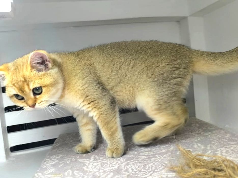 КоТик и кошЕчка  .ЗоЛоТо