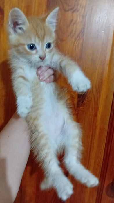 Котенок ищет себе дом