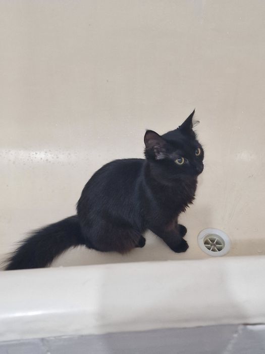 Отдам девочку 5 месяцев