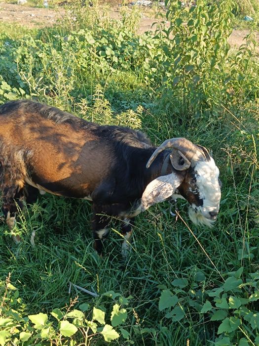 Țapi  Anglobodiana de 2 Ani mai multe detalii la telefon