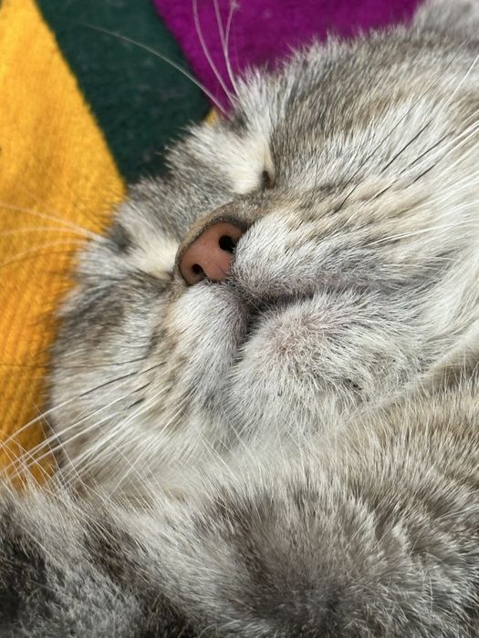 Продам кошку вислоухую