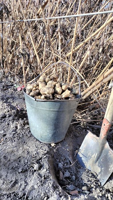 Корнеклубни Топинамбура.