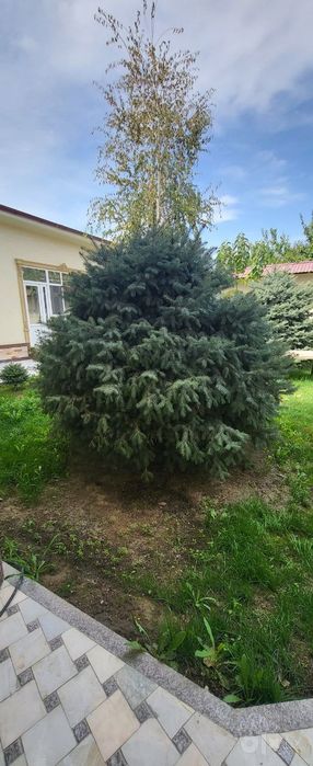 Ель голубая. (колючая)