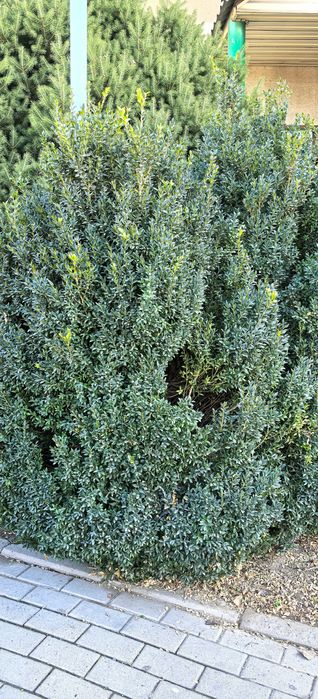 Продам самшит зелёный