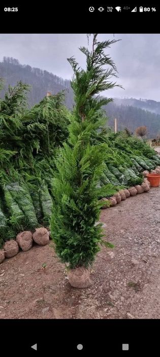 Platani leyladi mesteacăn tei catalpa