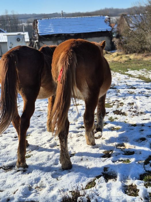 Vând sau schimb iapade 10ani si cârlană de 1 an si 7 luni