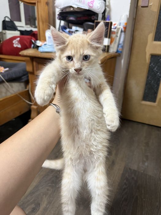 Pisici de adoptie, bucuresti