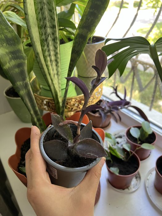 Фиолетовый цветок