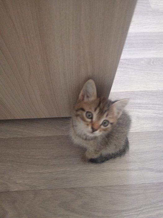 Отдам даром котят хорошенькие