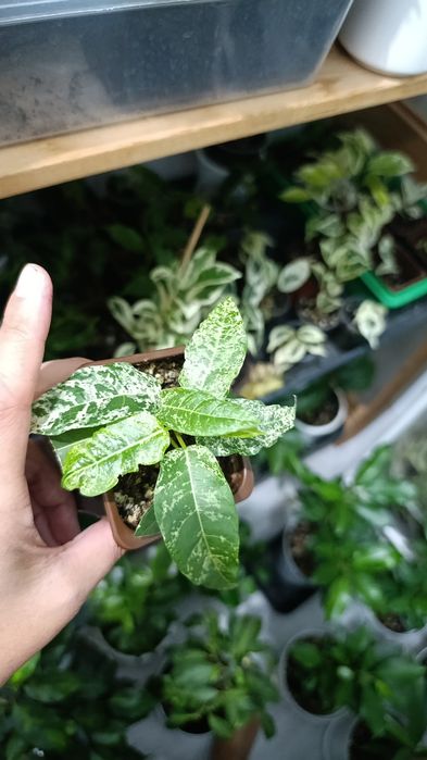 Продам укорененные черенки фикусов