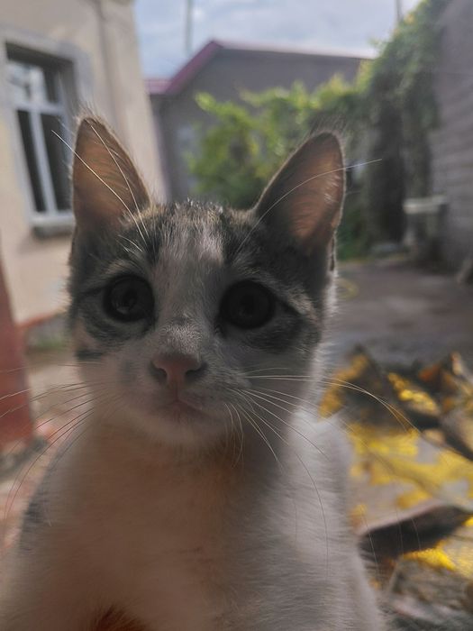 Отдам даром котят