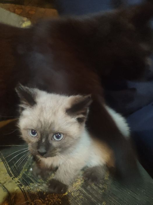 Отдам котят игривые