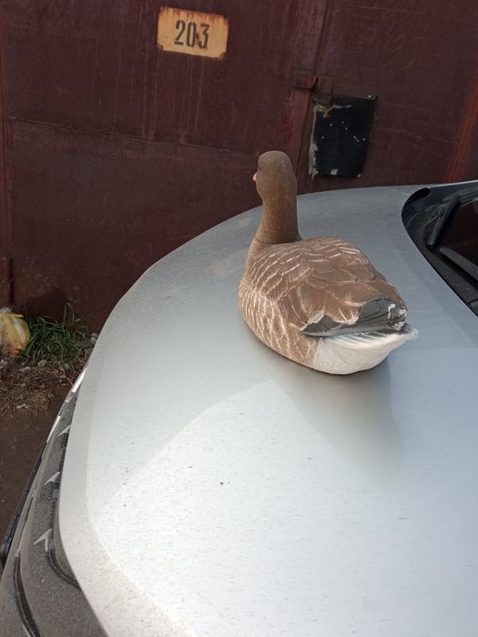 Чучела гуся, утки плавающие, кряквы.