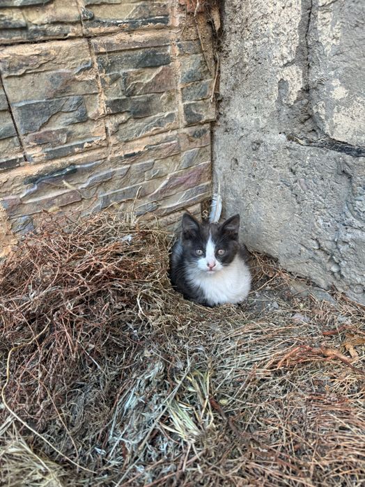 Домашний котенок 2 месяца ищет свой дом и любящих родителей.