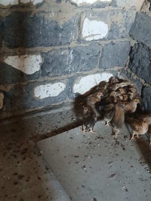 Продам цыплятта кучинский