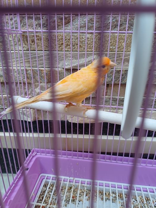 Конорейка сотилади