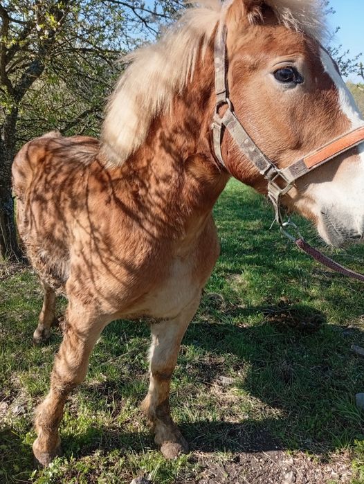 Vând mânz de 11 luni