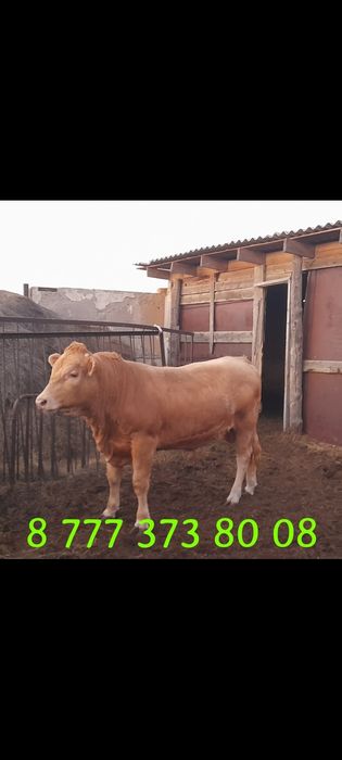 Продаётся хороший бычёк.