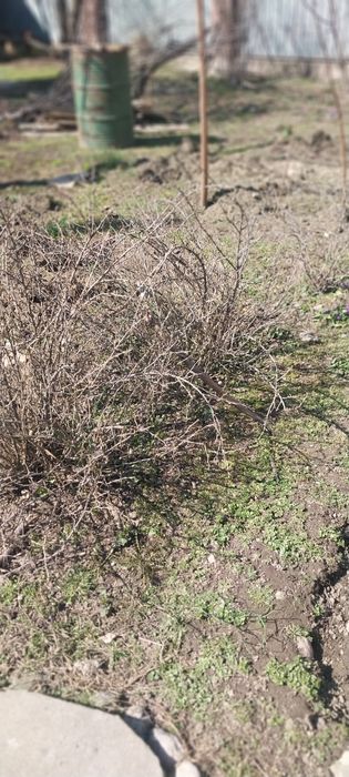 Саженцы из домашнего сада