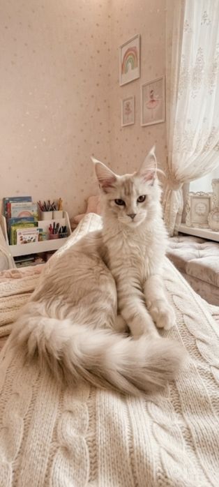Котёнок  породы Мейн-кун