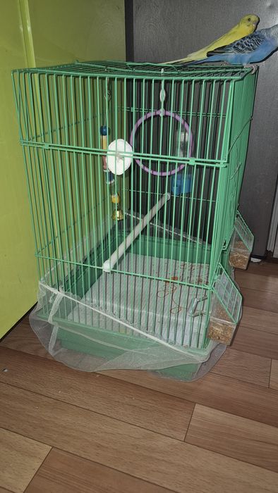 Волнистый папугай