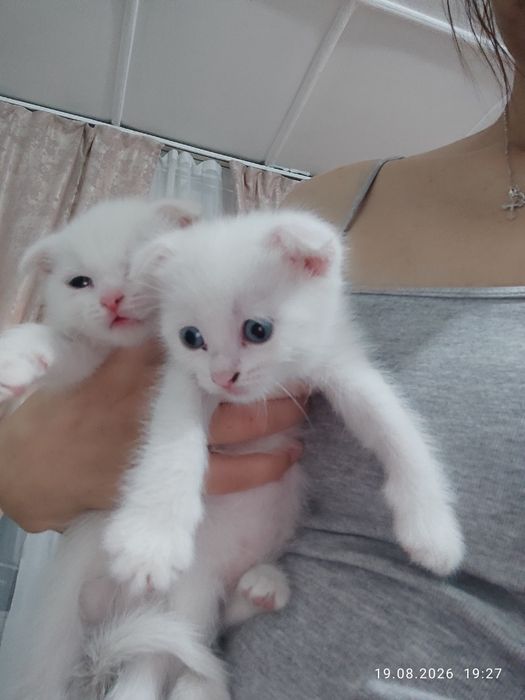 Веслоухие котята