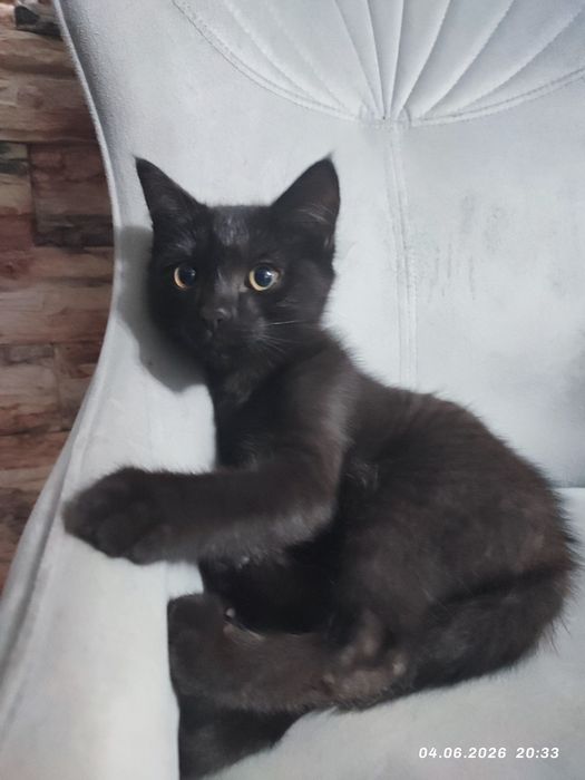 Котёнка в добрые руки