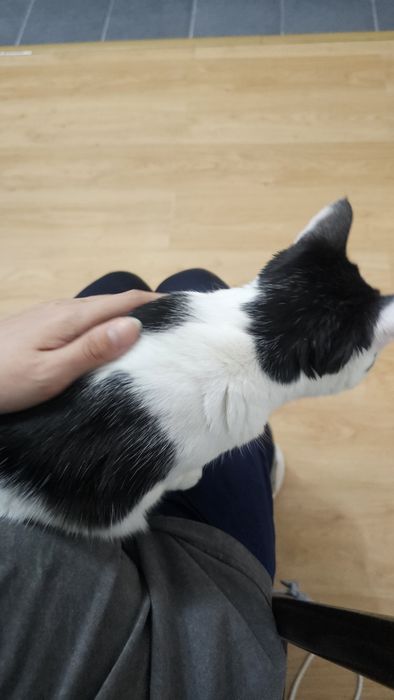 Передержка по одной кошке.