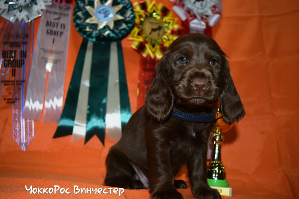 Спаниель Русский Охотничий