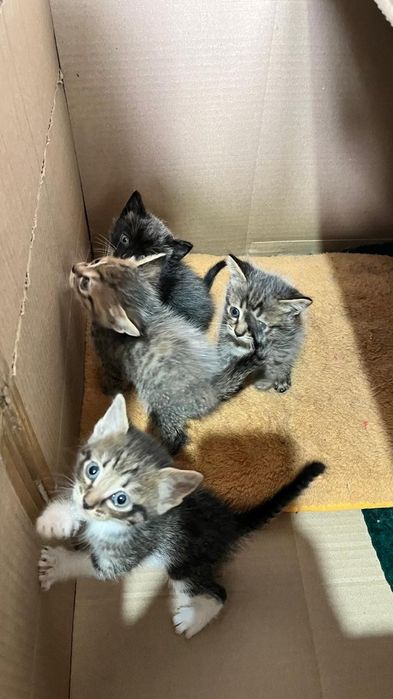 Отдам котят в добрые руки