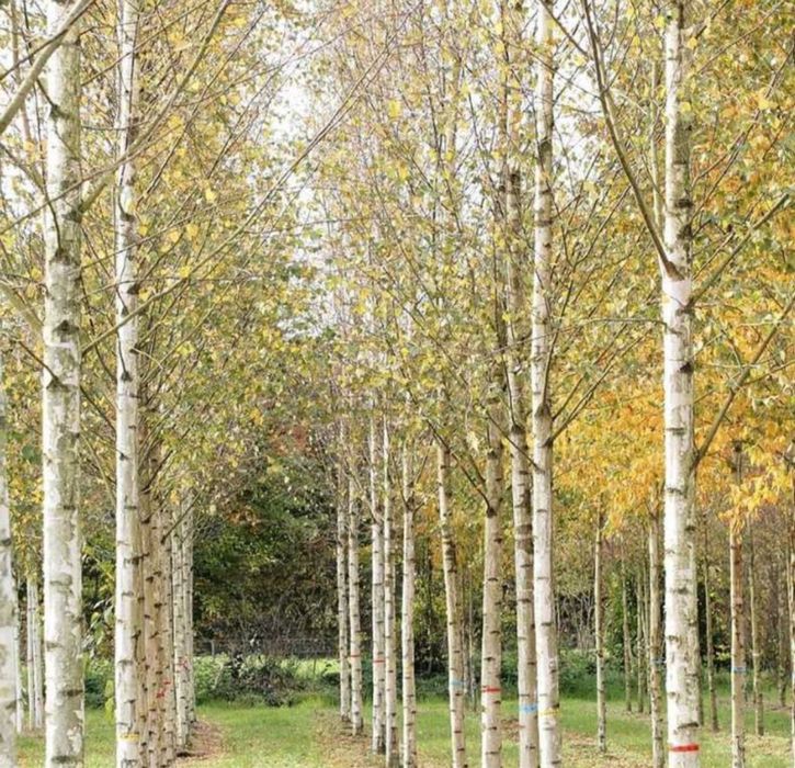 Mesteacan alb bentula platan tei frasin stejar pret minim