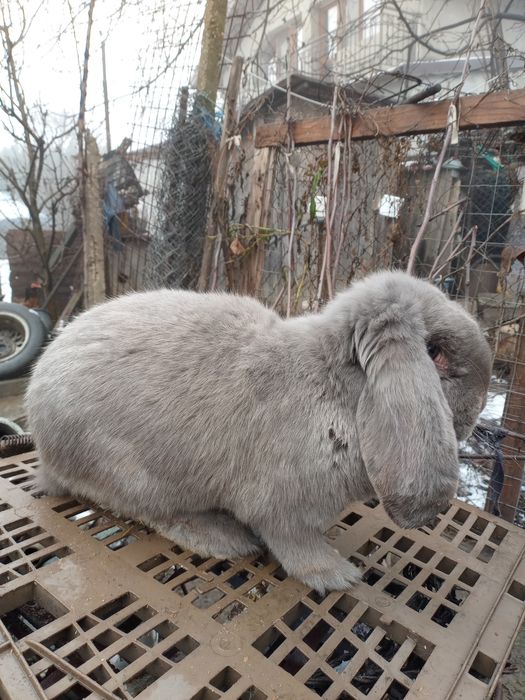 Vând iepuri berbec german