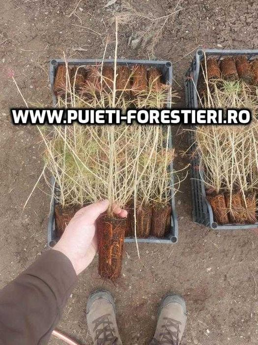 Puieti containerizati larice (Larix decidua) apti de plantat