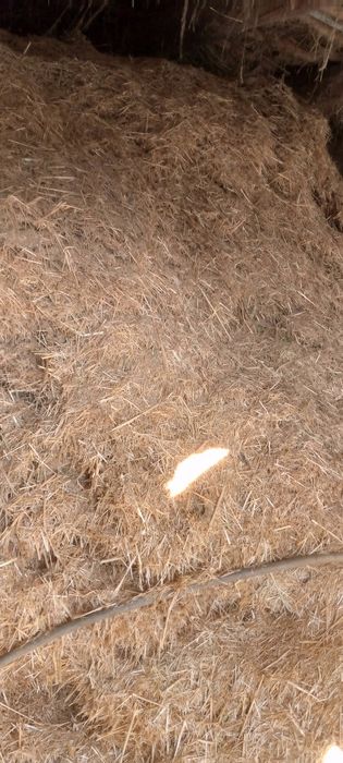 Samon sotiladi dekudan ôtgan mayin